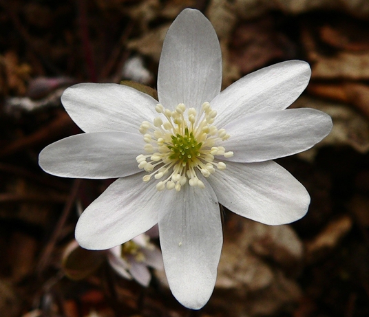 {Anemone acutiloba}